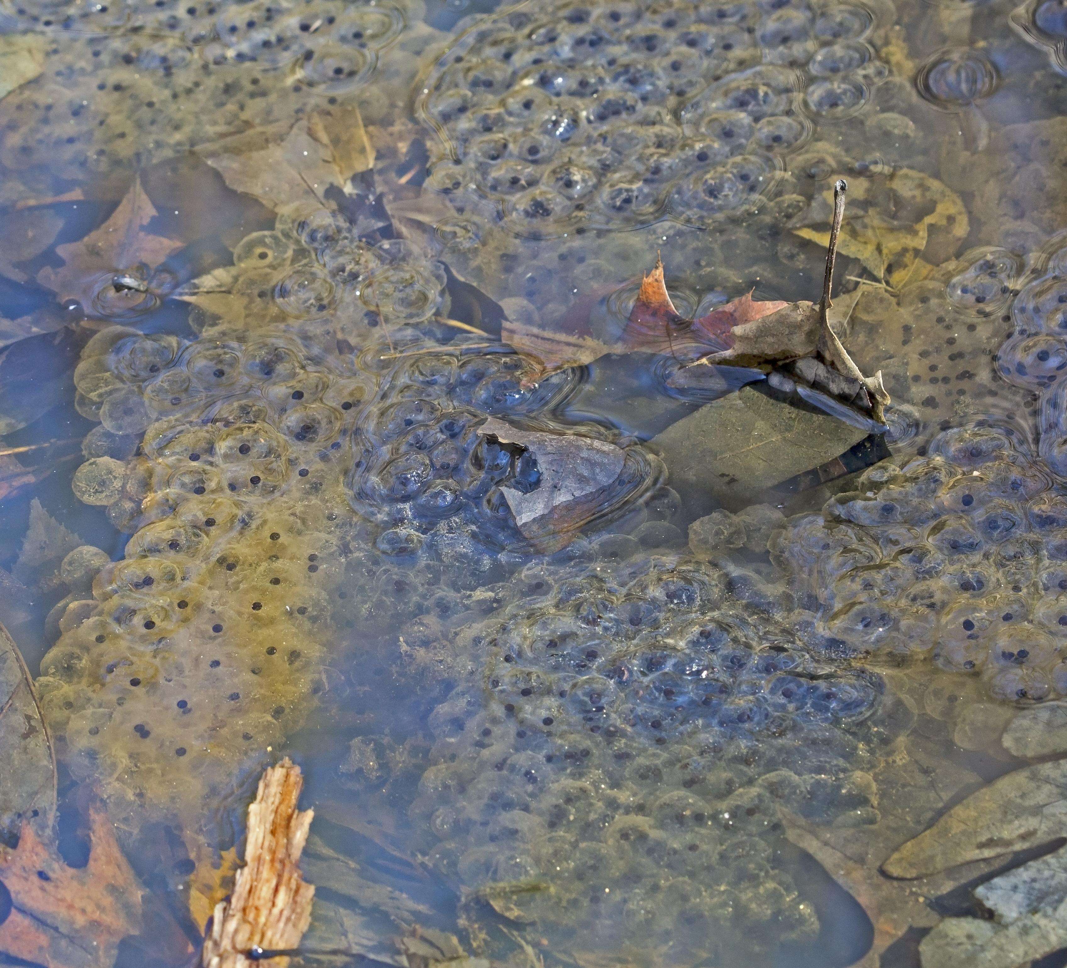 Image of Lithobates Fitzinger 1843