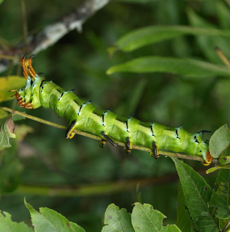 Image of Regal Moth