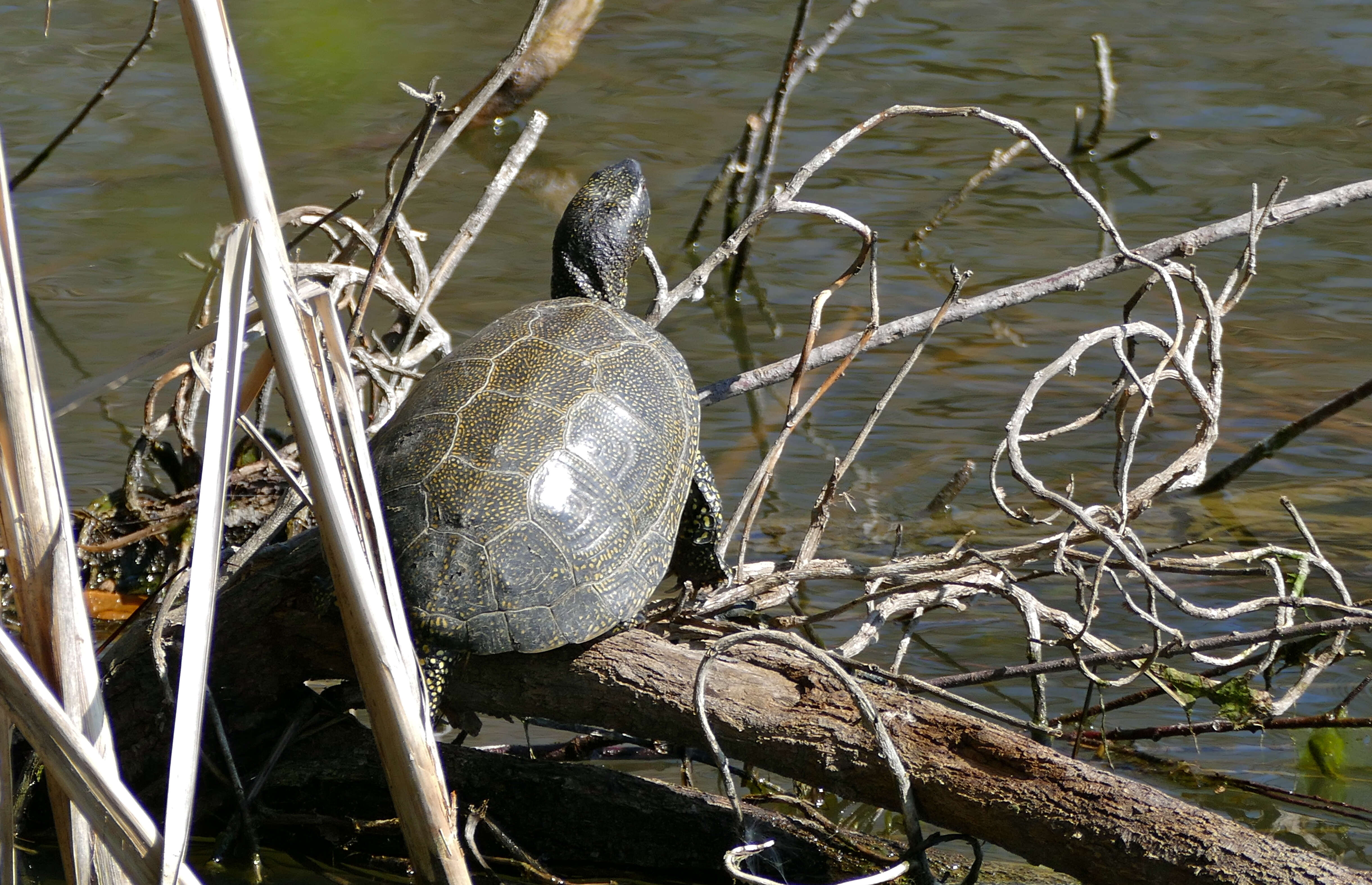 Image of Black-breasted Leaf Turtle