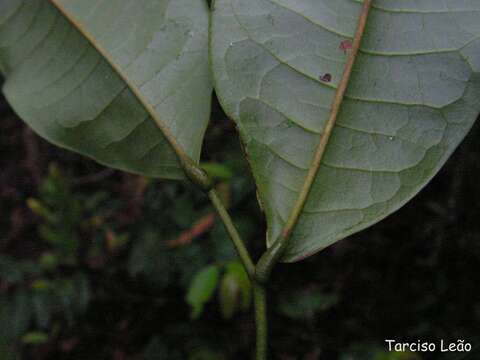 Imagem de Guatteria pogonopus Mart.