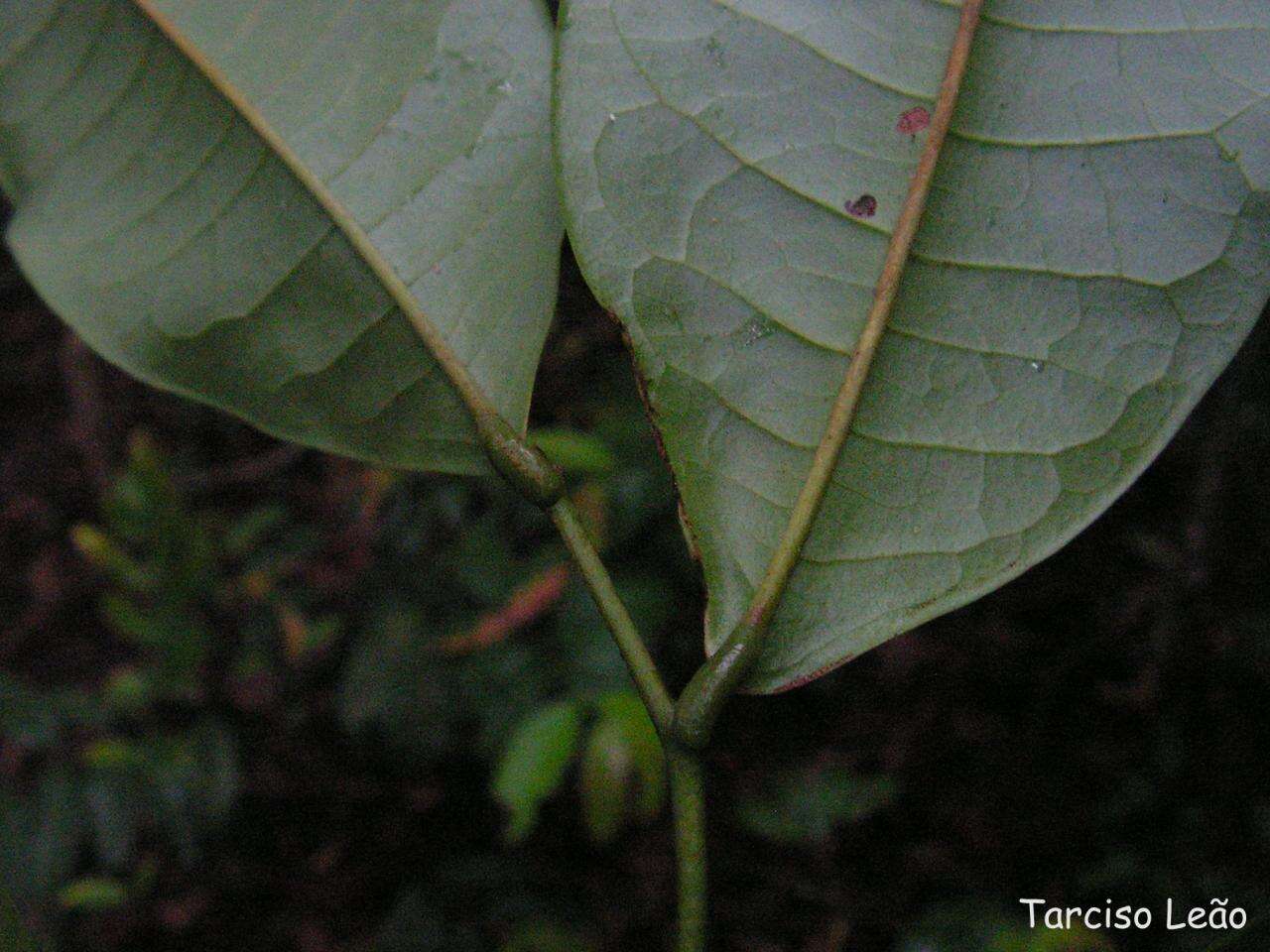 Guatteria pogonopus Mart.的圖片