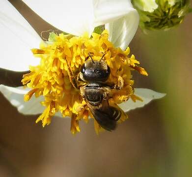Image of Poey's Furrow Bee