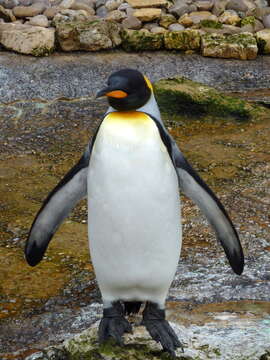 Image of King Penguin