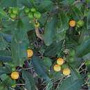 Слика од Solanum diphyllum L.
