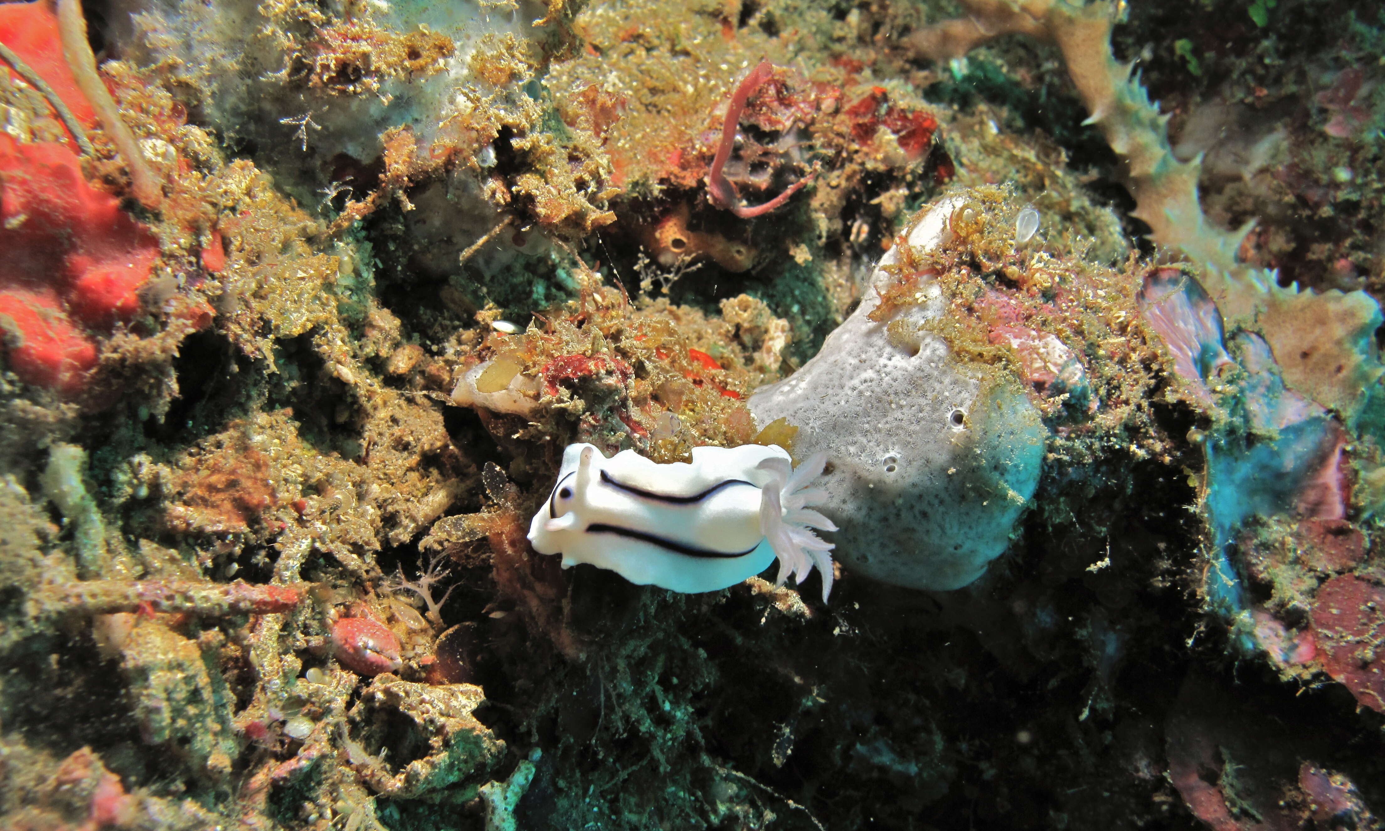 Image de Chromodoris Alder & Hancock 1855