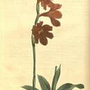 Watsonia laccata (Jacq.) Ker Gawl.的圖片