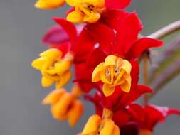 Image of milkweed