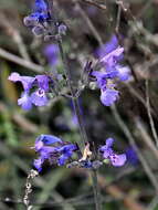 Imagem de Nepeta amethystina subsp. amethystina