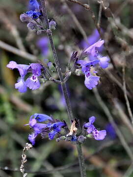 Image of Nepeta amethystina subsp. amethystina