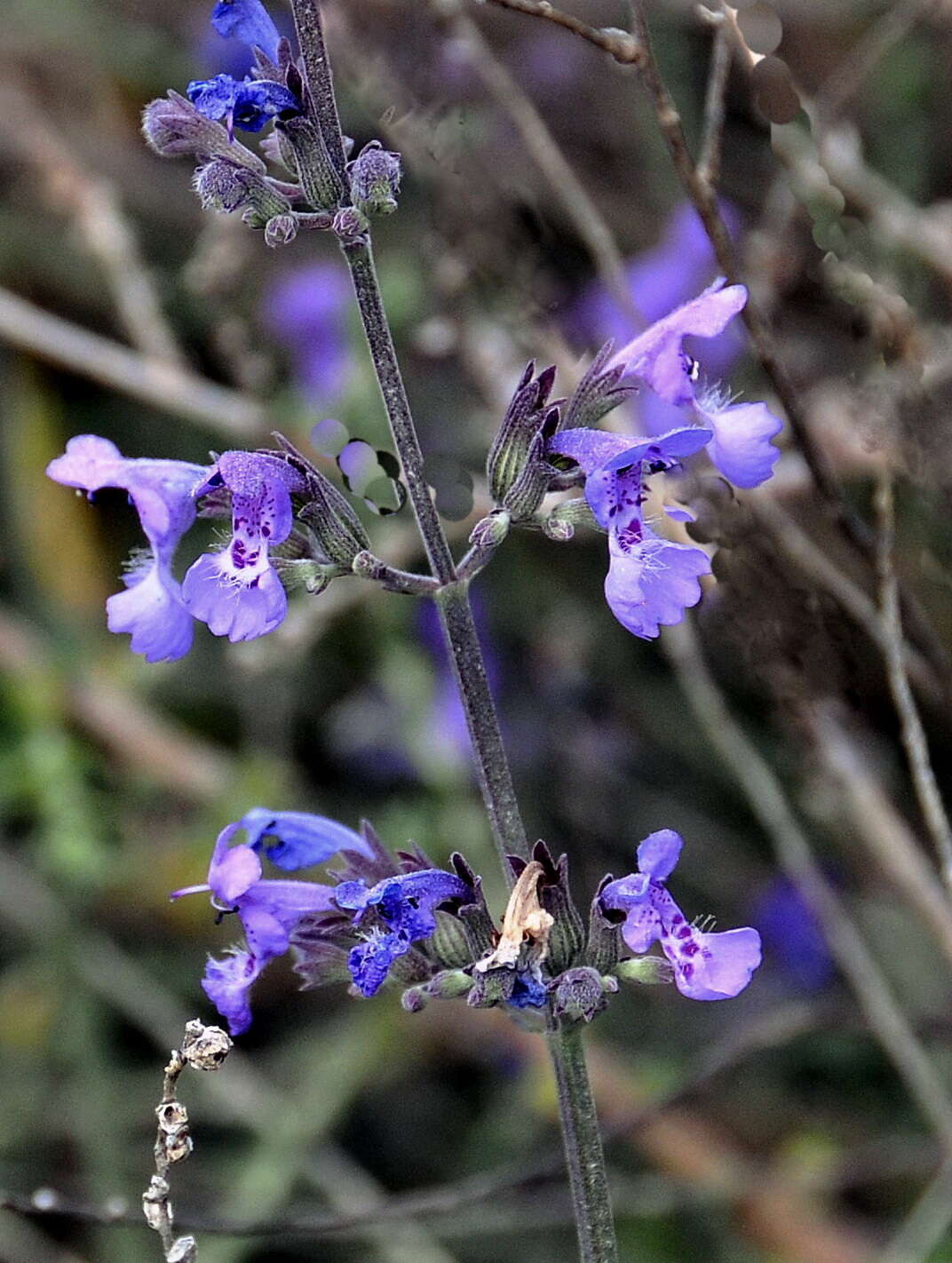 Imagem de Nepeta amethystina subsp. amethystina