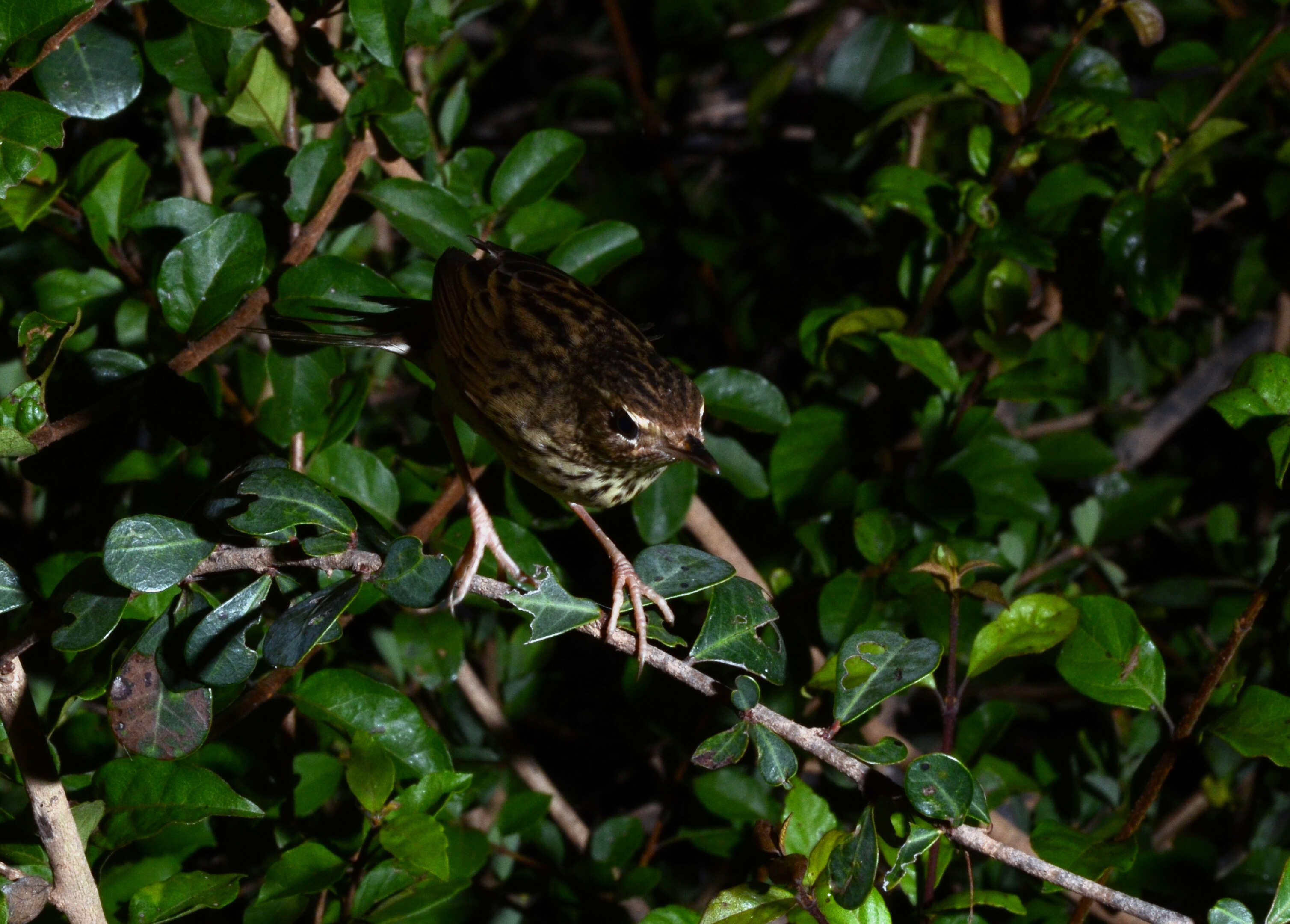 Locustella lanceolata (Temminck 1840) resmi