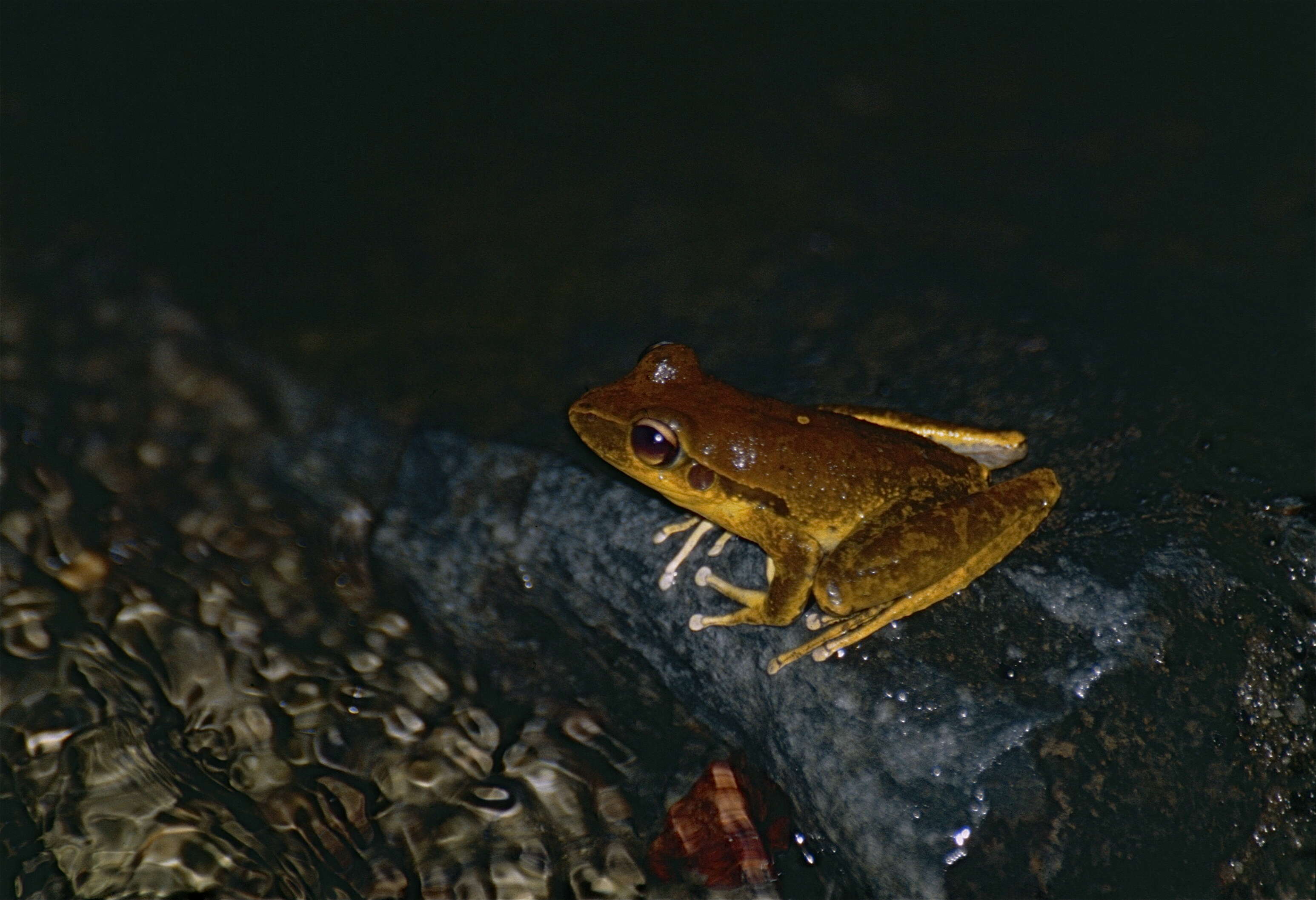 Image of Ranoidea jungguy (Donnellan & Mahony 2004)