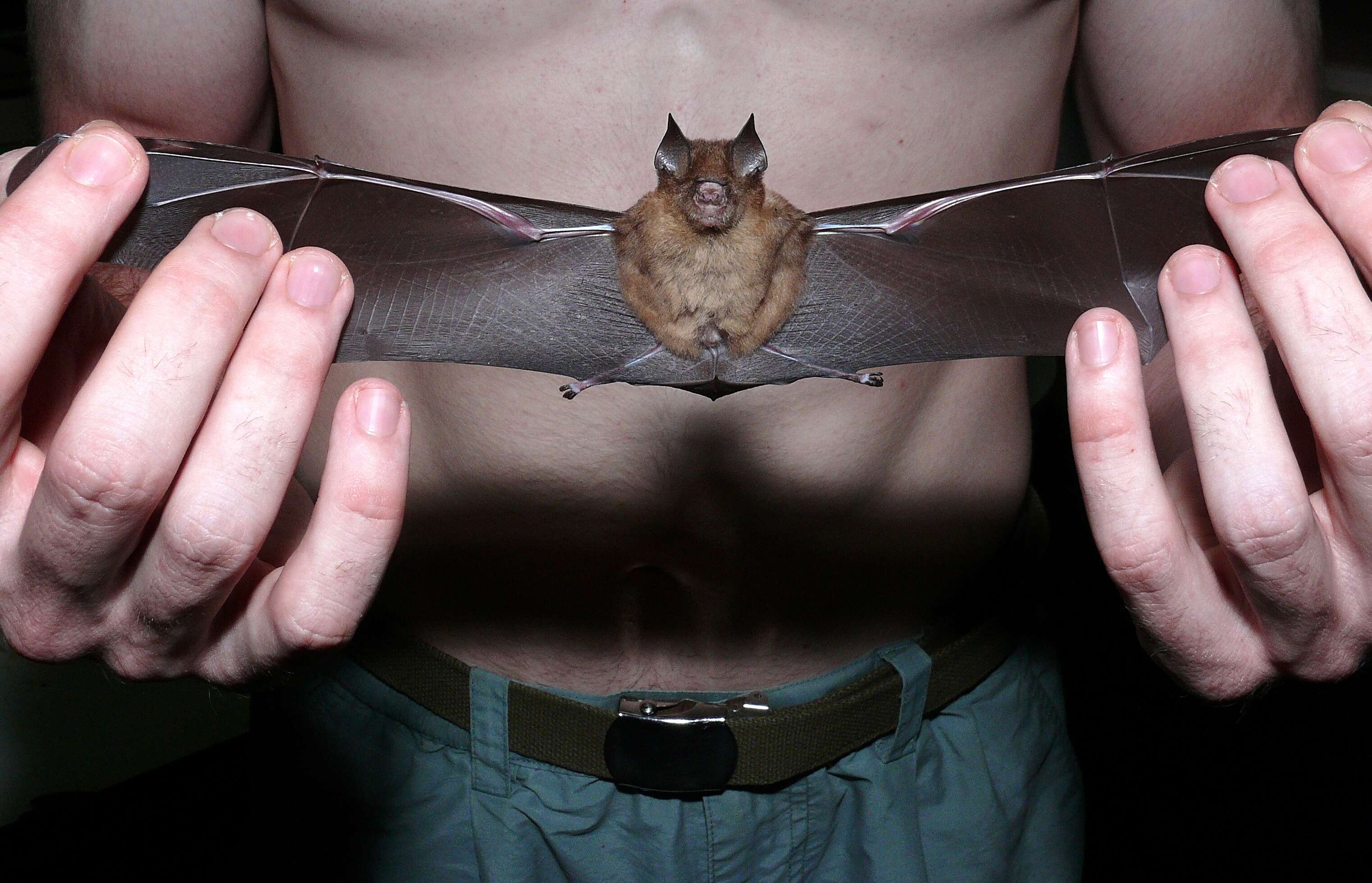 Image of Fawn Horseshoe-bat