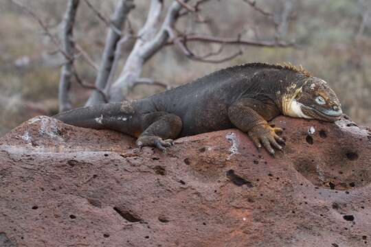 Image of Galapagos Land Iguana