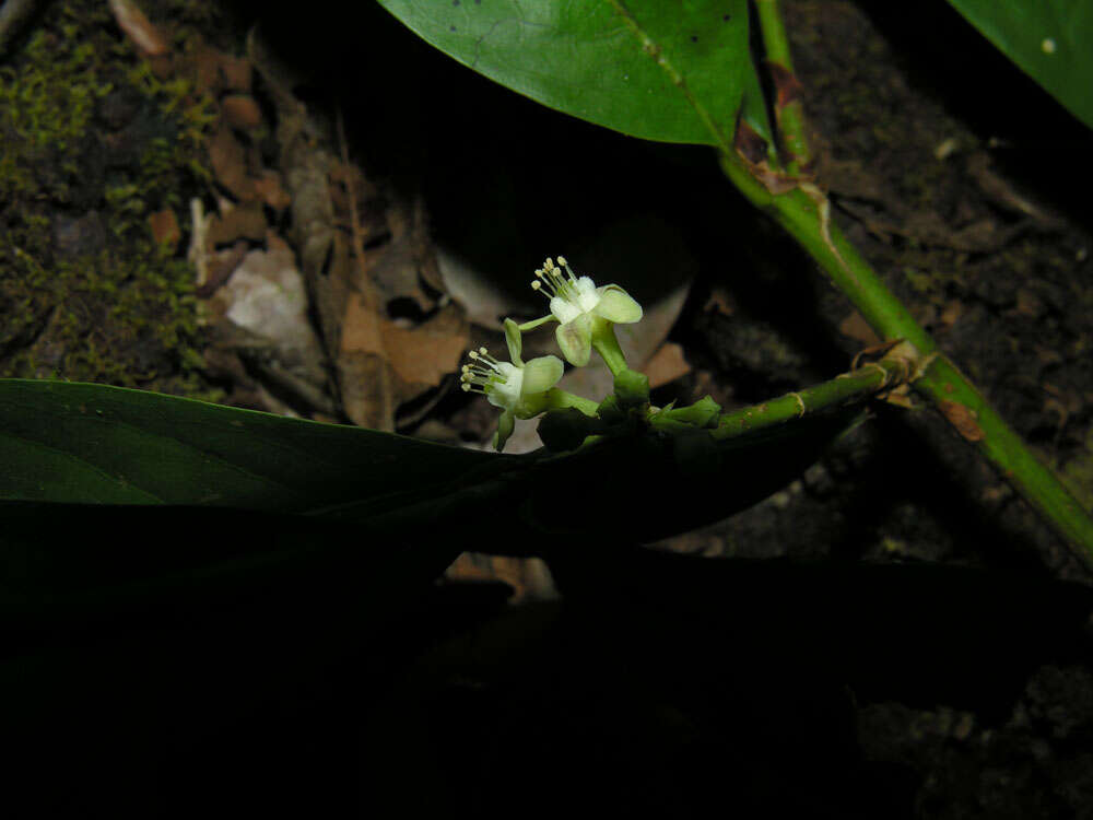 Image of Erythroxylum macrophyllum Cav.