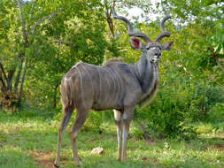 Image of Greater Kudu