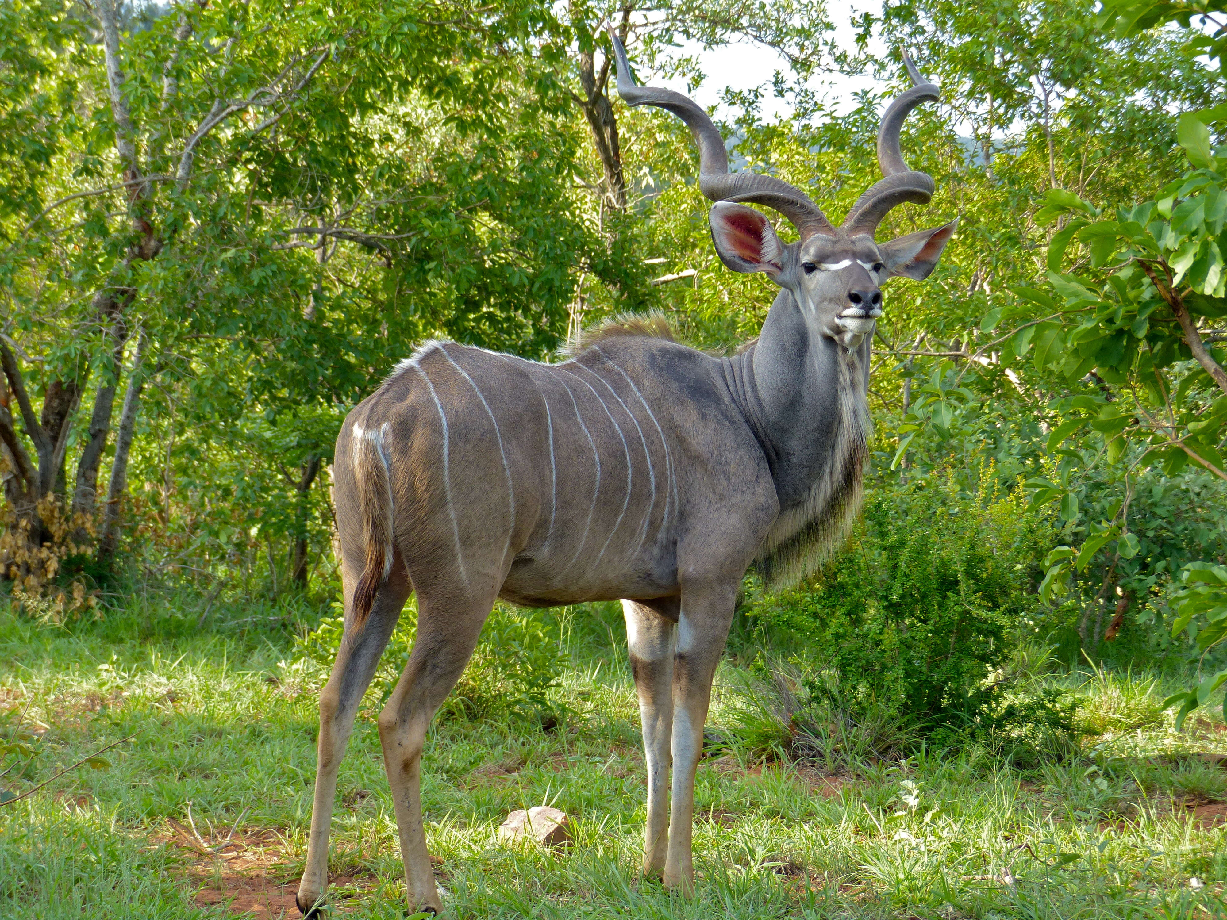 Image of Greater Kudu