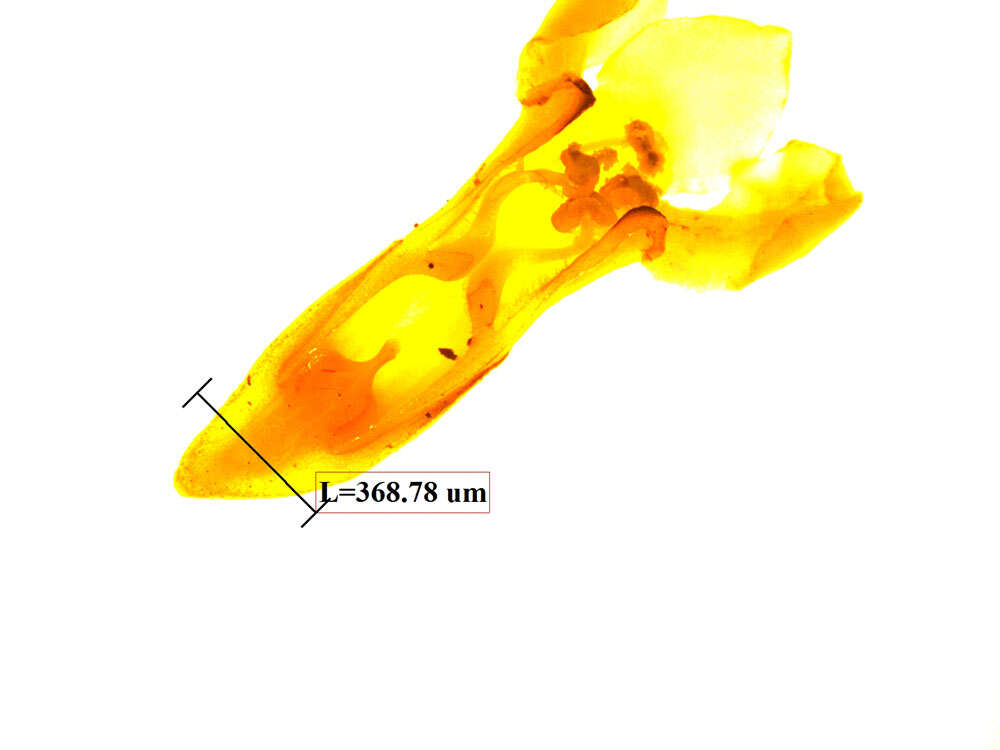 Image of Schlegelia parviflora (Oerst.) Monach.