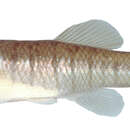 Image of Banded Killifish