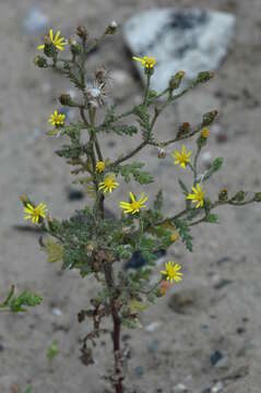 Image of sticky groundsel