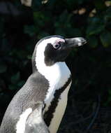 Image of African Penguin