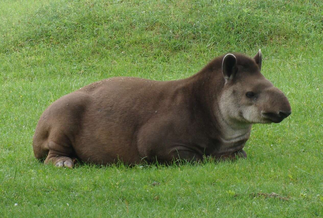 Image de Tapir D'Amérique