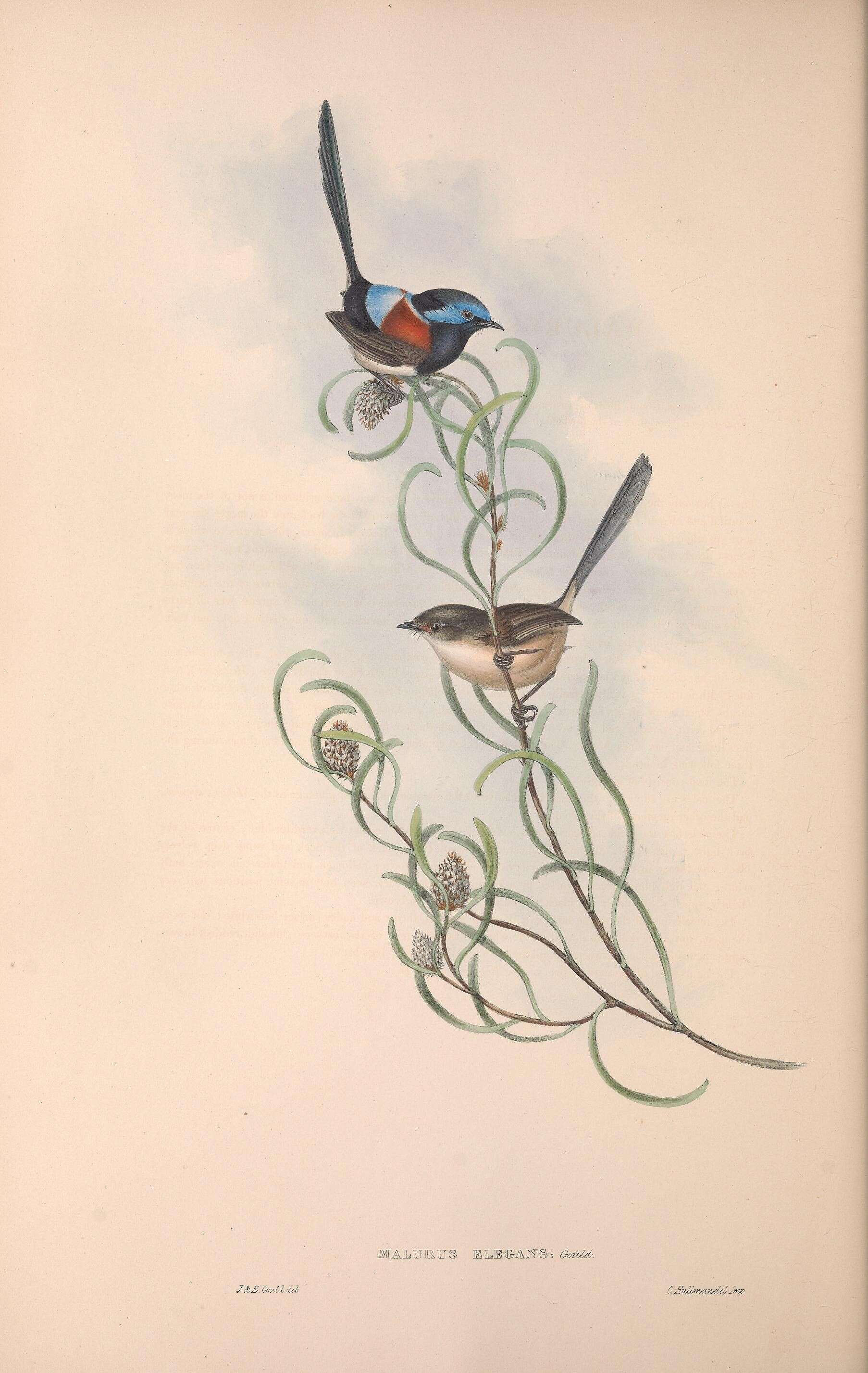 Image of Red-winged Fairy-wren