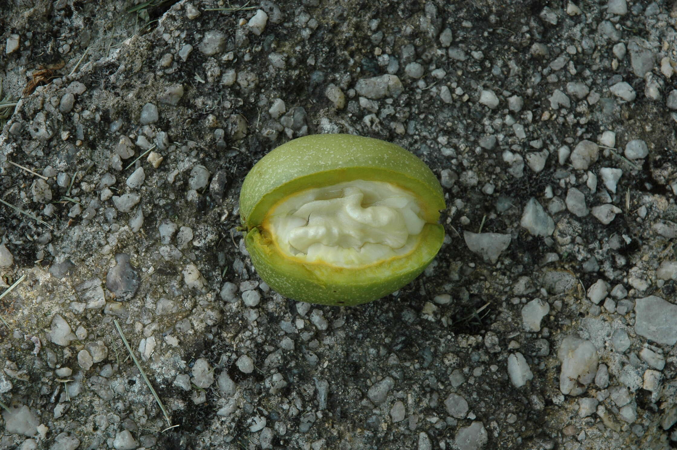 Image of Common walnut