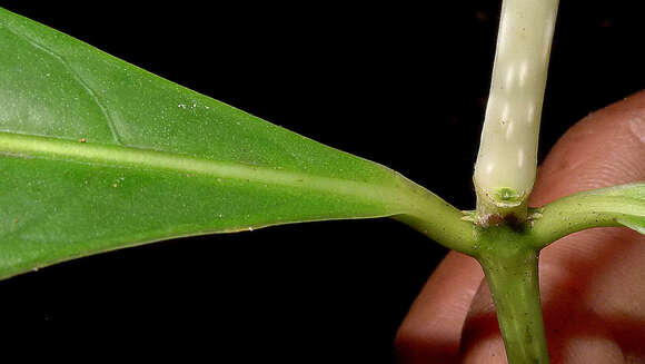 Image of Coussarea albescens (DC.) Müll. Arg.