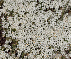 Image of Pimelea pygmaea F. Müll.