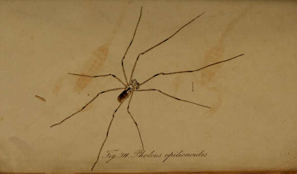 Image of Pholcus opilionoides (Schrank 1781)