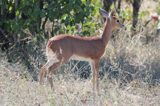 Image of Grysboks, Steenbok