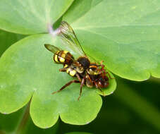 Image of Nomada flava Panzer 1798