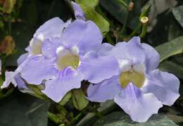 Image of thunbergia