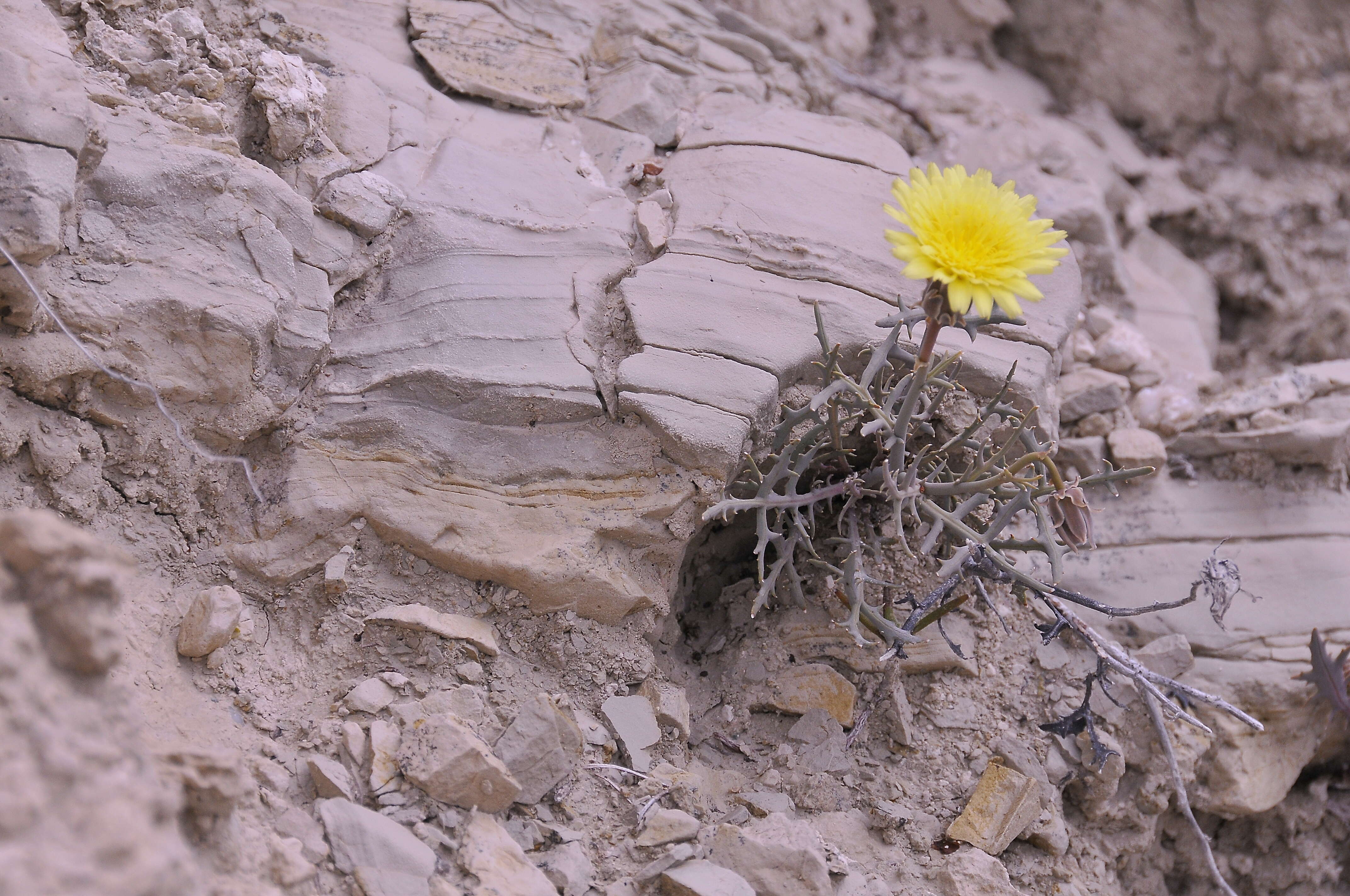 Image de Launaea pumila (Cav.) O. Kuntze