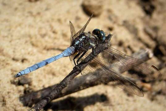 Image of Epaulet Skimmer