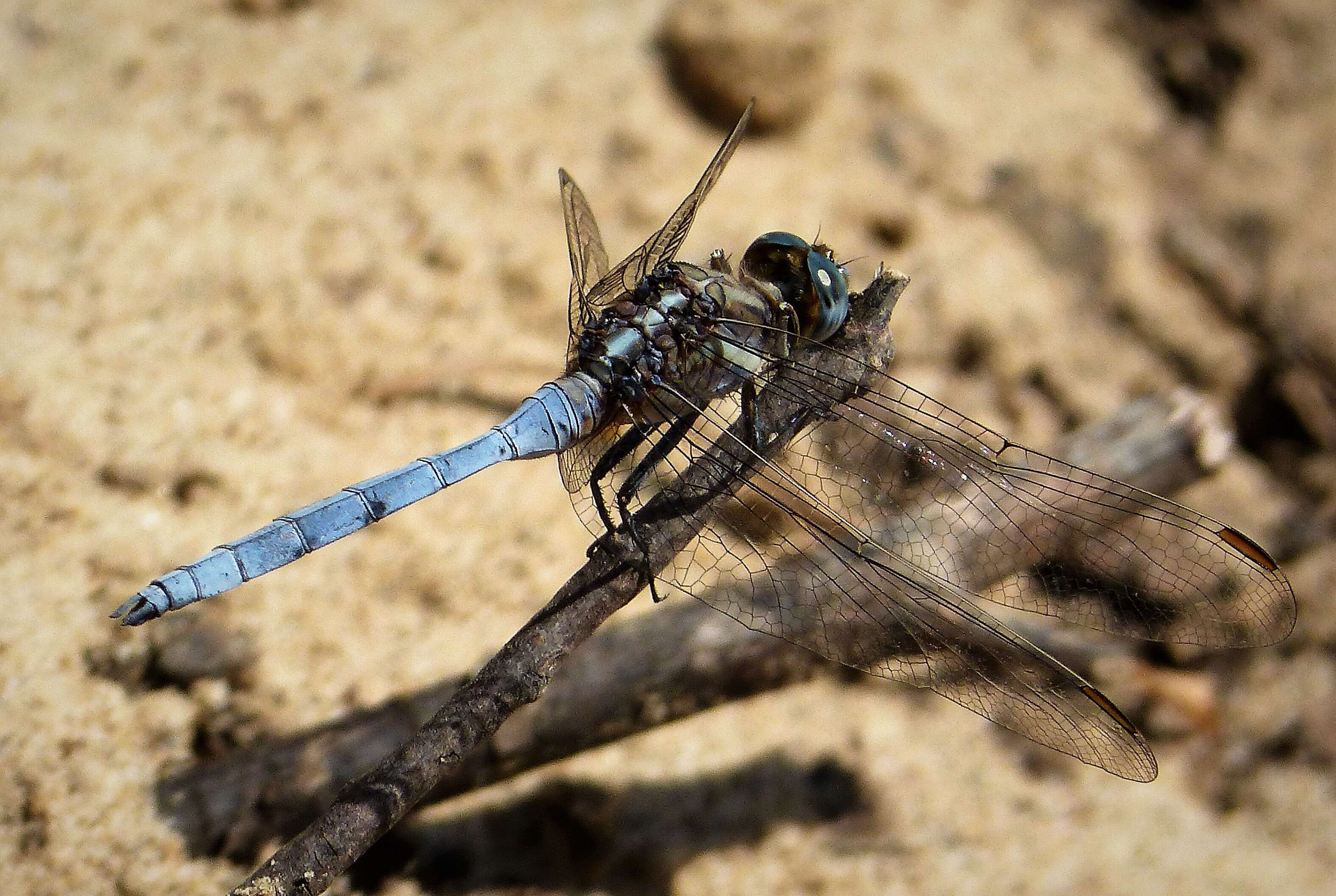 Image of Skimmers (Dragonflies)