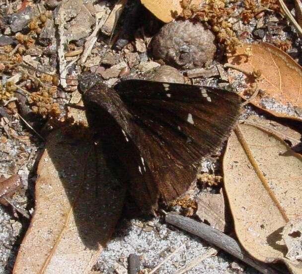 Image of Northern Cloudywing