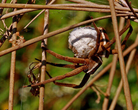 Image of Nursery Web Spiders