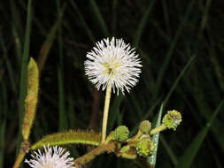 Plancia ëd Mimosa pigra L.