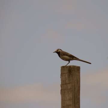 Image of Pied Wagtail and White Wagtail