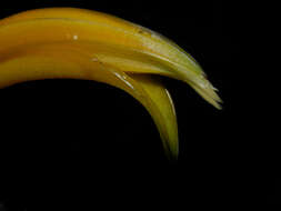 Image of Heliconia osaensis Cufod.