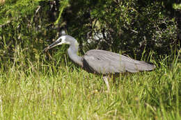 Image of Egretta Forster & T 1817