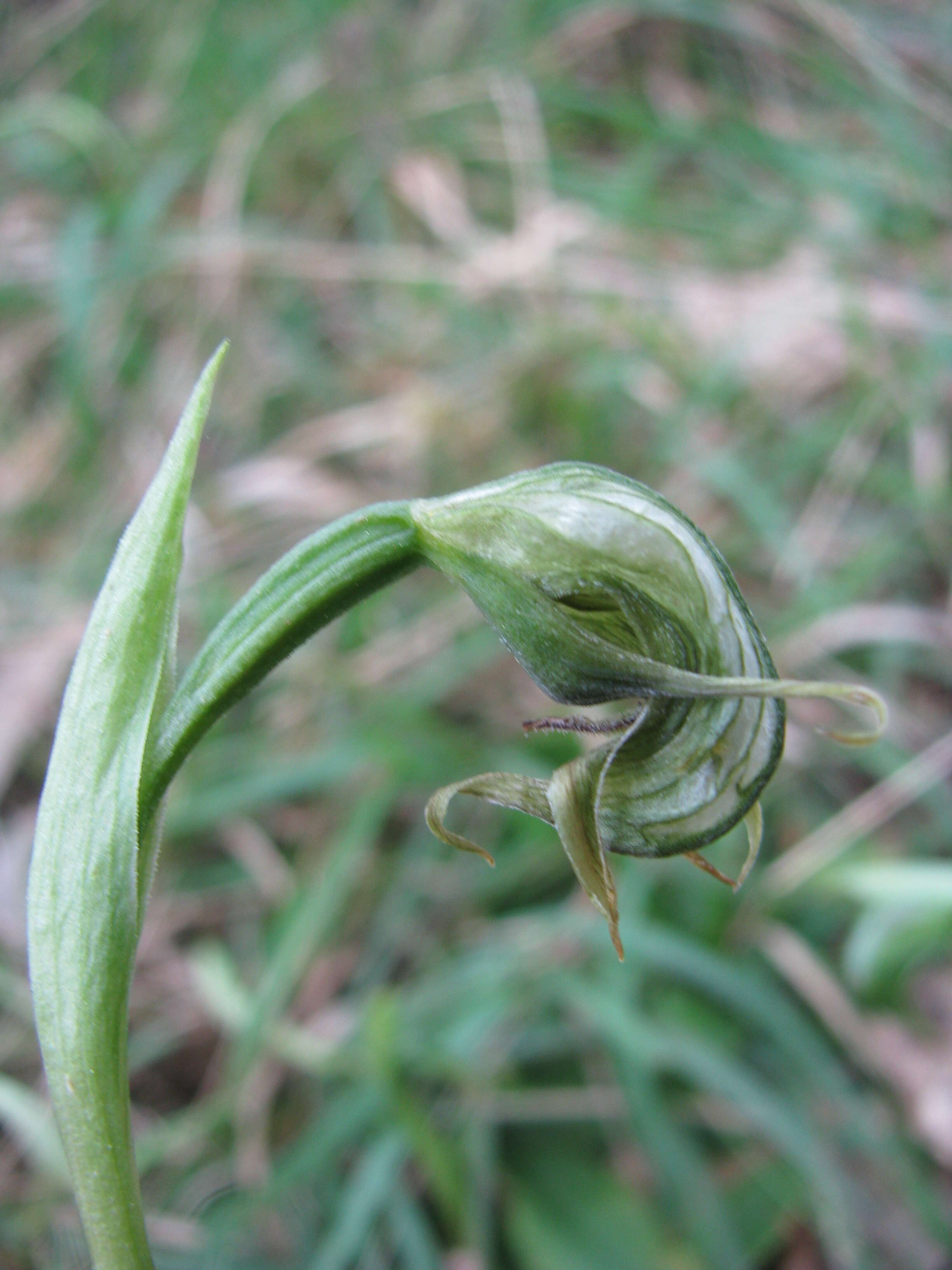 Image of Nodding greenhood