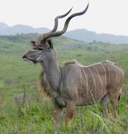 Image of Greater Kudu