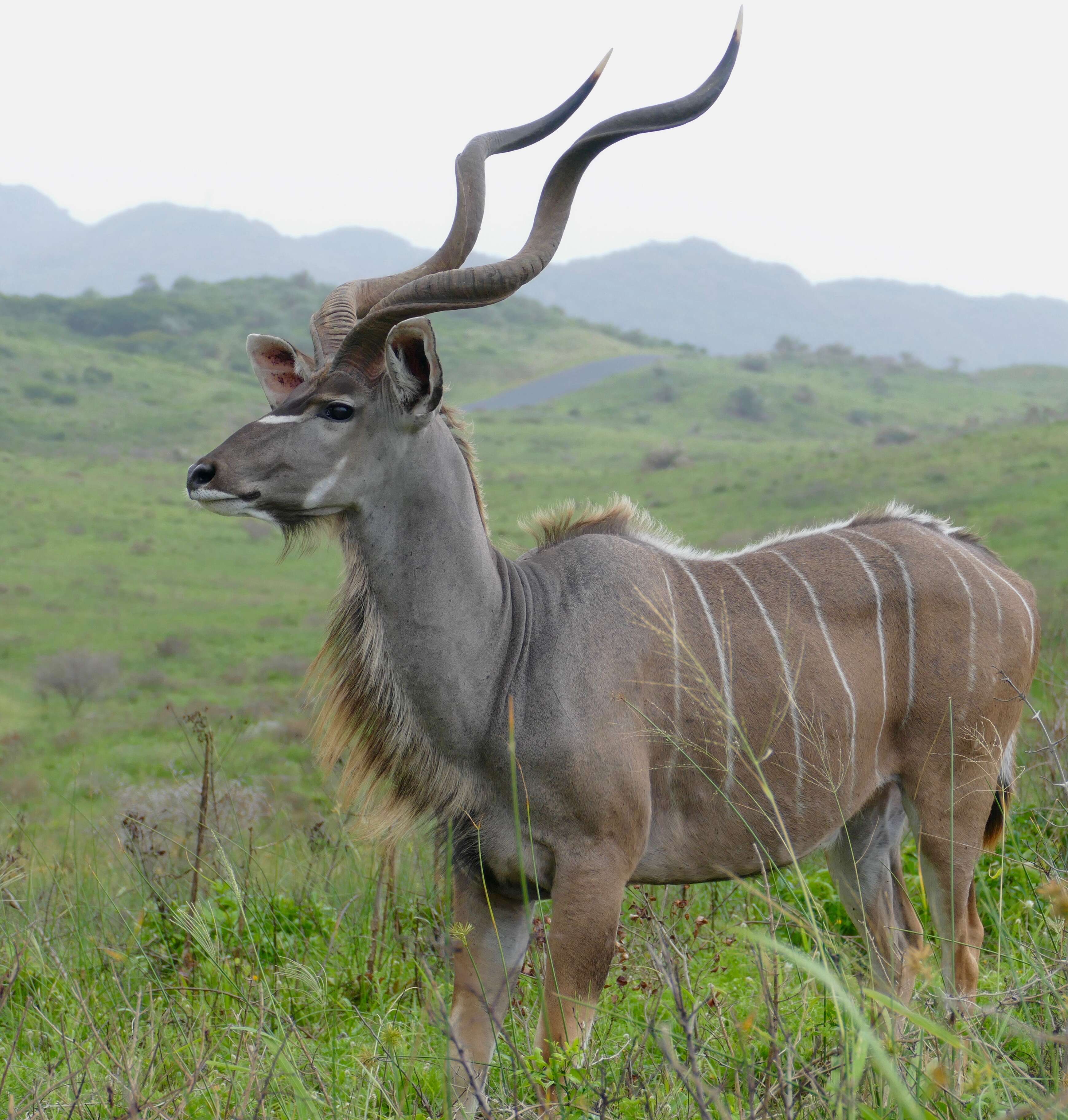 Image of Greater Kudu