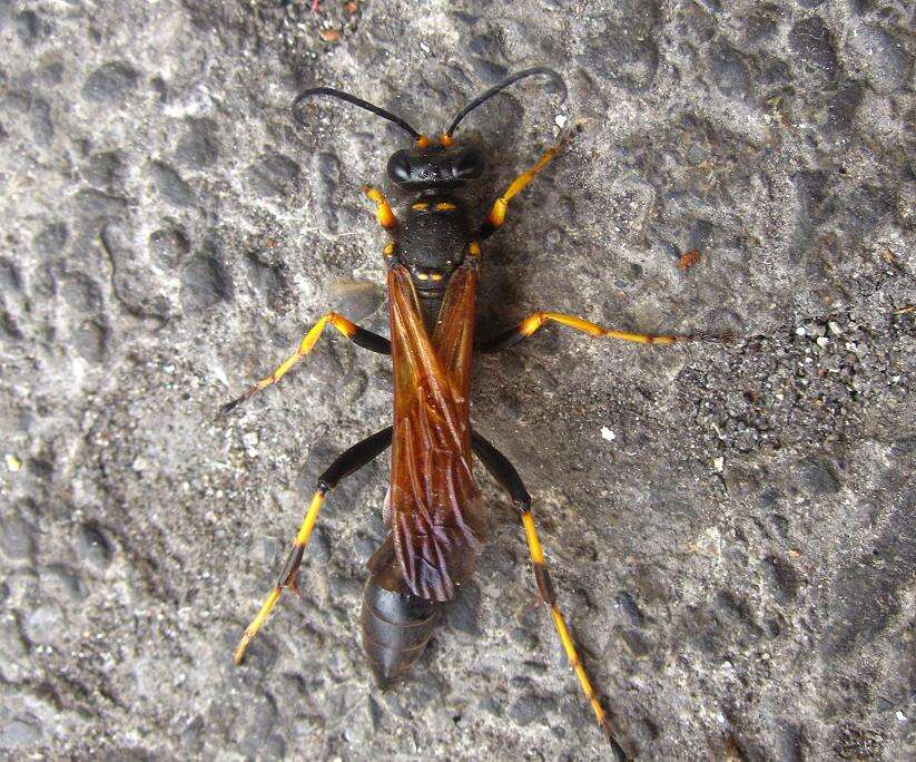 Image of mud daubers