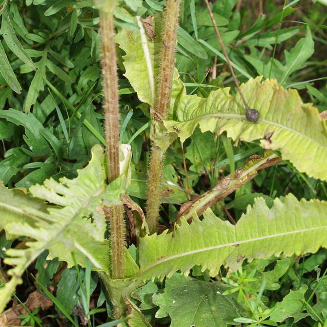 Image of teasel