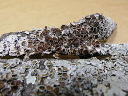 Image of Texan canoparmelia lichen