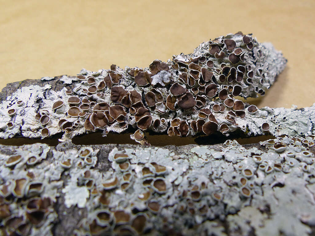 Image of canoparmelia lichen